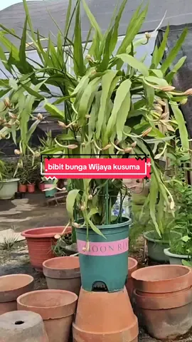 bibit bunga Wijayakusuma siap berbunga, yuk di order sebelum kehabisan  #bungawijayakusuma #wijayakusuma #wijayakusumaflowers #fypシ゚viral 