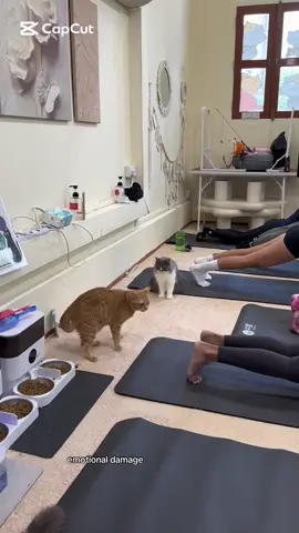 miso (the cat): WHAT THE…. #fypsingapore #singapore #kittyyogasingapore #kittyyogasg #singaporetiktok 