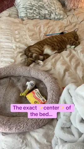 One of many, many examples. 😆 #catmomlife #petsarefamily #orangecatsoftiktok 