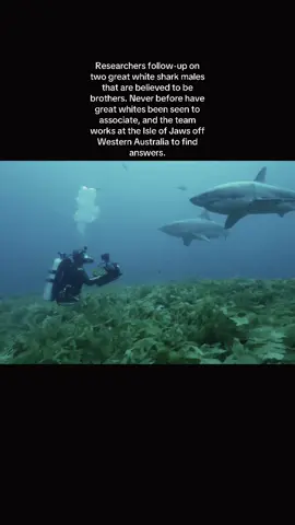 Isle of Jaws: Blood Brothers