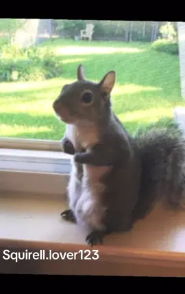 Ts tuff #squirrel #fyp 