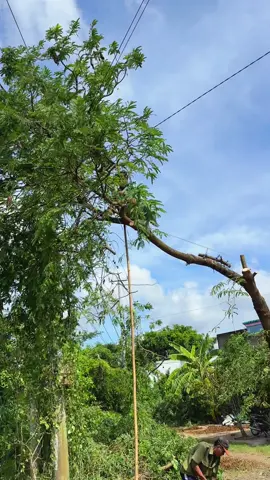 Cắt nữa đường mới thấy vướn dây điện