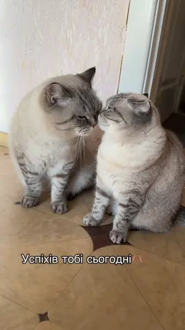 #мілка#лев#кіттіктокер#кіттіктокеру#котусик🐈#котусик#catsoftiktok#рекомендації#кітукраїнець🇺🇦🇺🇦🇺🇦#котик#recommendations#ugc#scottishfoldcat#котики#ugccontentcreator#cats#шотландськийкіт#котусик🐈💗#ugccontentcreator 