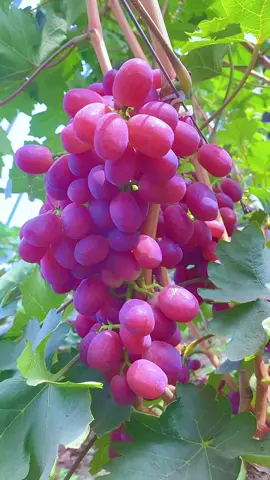 buah #buahanggur  #buahmanis #buahbuahansegar #buahbuahanmanis #buahbuahan #buahsegar #JelajahRomantis #fruit #fruits 