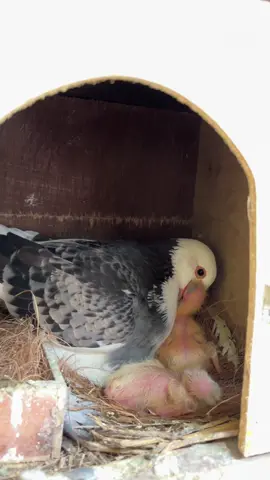 Perjuangan induk merawat anak2 nya  #merpatilovers #BCBIRDFARM #TernakMerpati #SilanganMerpati #blantongjembros 