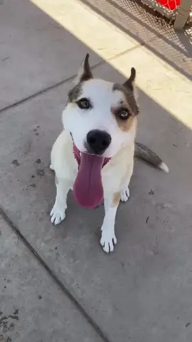 Update: ADOPTED ❤️ Topher is scheduled for euthanasia on Thursday 07/10 💔 He got to go on a doggy day out today with @sheltersaturdays! Here’s what the volunteer who took him has to say:  “Topher 🤎 He is a 2 year old, 48 lb, cattle dog/husky mix and is full of energy! There is no lack of love or kisses with this guy. We went for a drive, got a pup cup, picked out a toy at Petsmart and played in the park. He is a super playful and happy boy who loves toys and rough housing. Throughout the day we came across lots of dogs and people and he is easily excited over both. He walks okay on the leash, he just pulls when he gets excited, but with a little training he would do great! He knows how to sit and takes treats gently. For anyone looking for a high energy, adventurous dog that also loves to cuddle - he’s the one.  Available for adoption at Stanislaus County Animal Shelter Animal ID #A599840” ✉️ Rescues email rescue@stancounty.com to tag (email is for 501c3 rescue use ONLY) 📍Stanislaus Animal Services Agency 3647 Cornucopia Way Modesto, CA 95358 🚗💨#vilar #foryou #fyp #fyp #fyp #fyp #foryou #dogsoftiktok #vilar #dogsrescue #rescuedog #fyp 