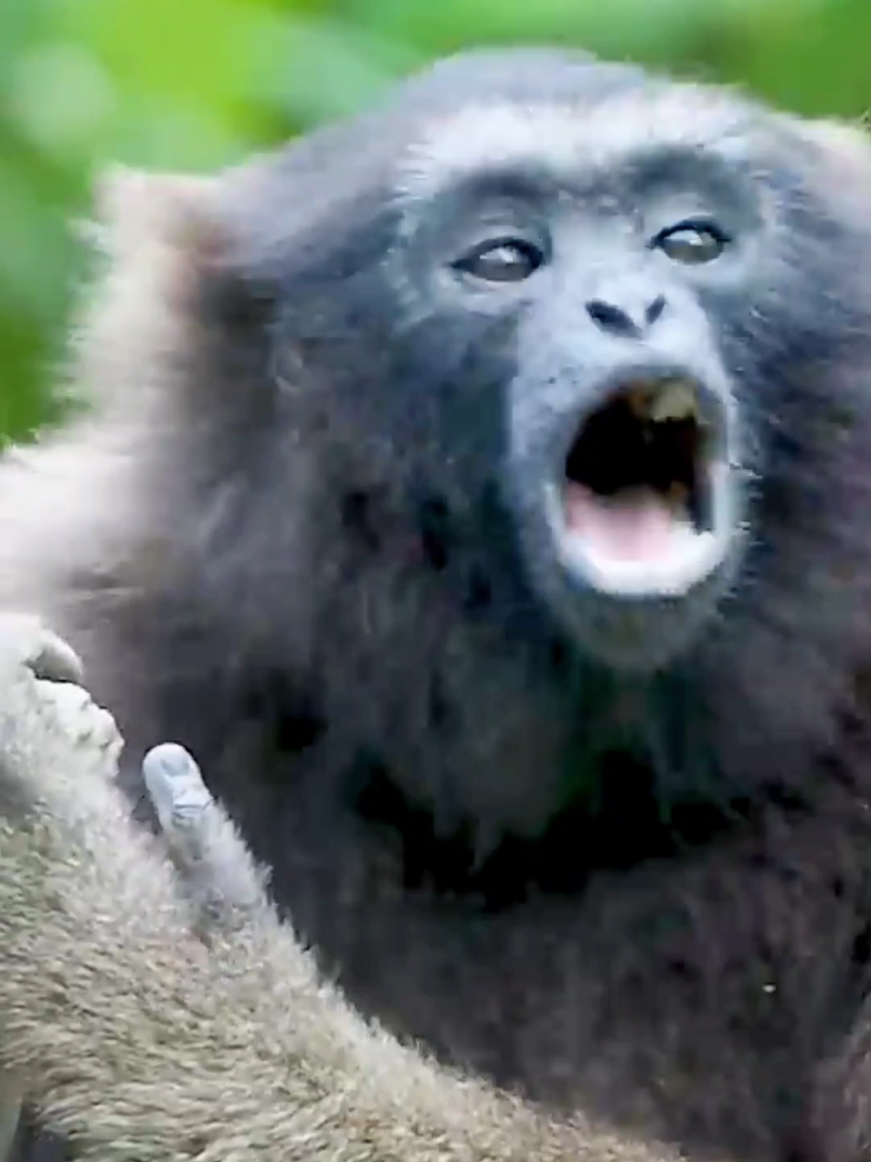 Wonderful sounds of animals #animals #wildlife #nature #animalworld #foryoupage 