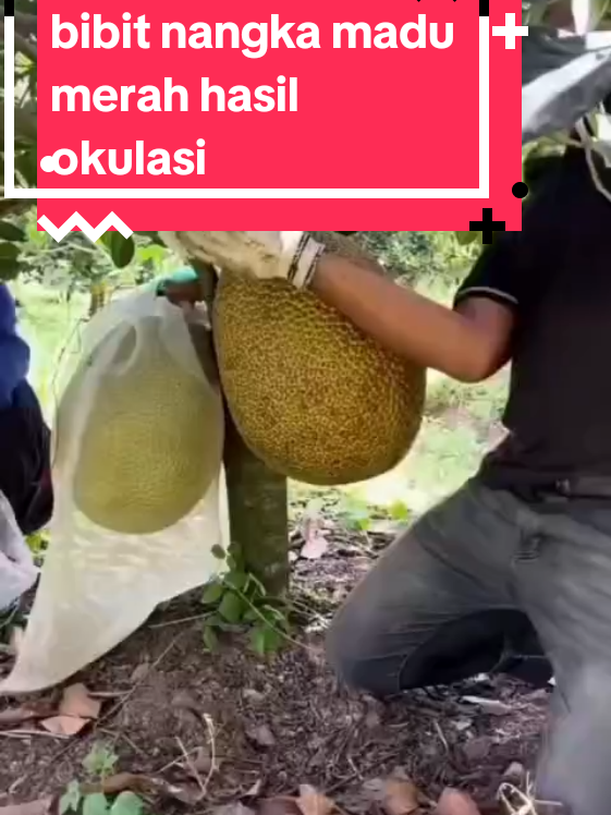 bibit nangkaaduerah hasil okulasi jadi walupun pohon kecil tetap bisa berbuah cepat #promogajian #fyp #cuantiktok #cuantanpabatas #nangkamadu #benihokulasinangka 