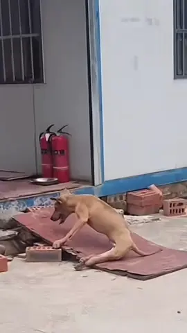 #dogs #dogcute #dogvideos #poordog 