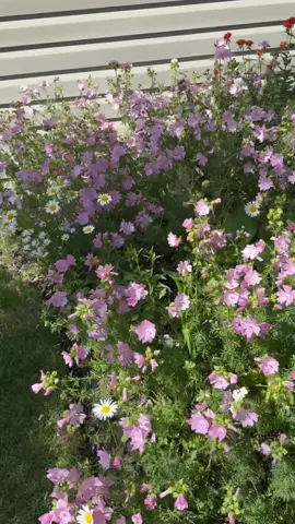 #وردحلو🥹🌸✨ 