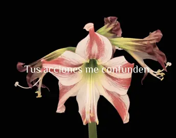 “Te amo aunque duela” poema hecho por mi  #ideavilariño #poema #amor #fyp #poesia #teamo 