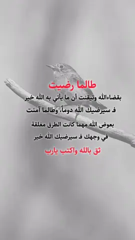 #عبارات_دينيه #طالما رضيت بقضاءالله#عبارات_عن_الحياة #عبارات #عبارات_هرماس #fyp #fypシ゚viral #اكسبلورexplore 