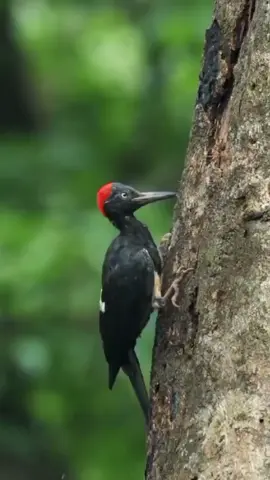 #woodpecker #woodworking #bird #babies #nest #animals #viral #foryoupage #trending 