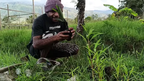 eksperimen 1 #pinang #papua #wamena