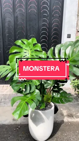 Trầu Bà Lá Xẻ giao khách #traubalaxe #monstera #kiengla #monsteradeliciosa #cayxanhphonghong 