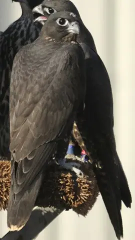 #يَزن #مهيب #اللهم_صلي_على_نبينا_محمد #محمود_الجبلي #شعر #قصيد #ابيات #قصيد #ما #اكس 