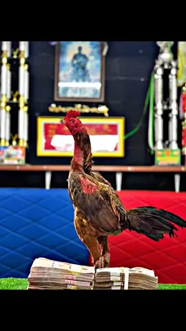 Chao Rocky 🔥 Satu lagi yang sedang viral. Silsilahnya: Ayah Golden Grey Ibu daughter Taokongbin Pakoy berbaju Pama ini adik kakak dengan Jimmy White Venom, dan Marvel. Hanya lain pacek saja. Negeri seberang udah makin jauh melangkah. Di Konoha masih debat soal mitos fakta 😂 #ayampakhoy #pakhoy  #ayamplucker #ayamdrumband #pamaiq  #pamangon 
