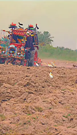 taiger #tractorlover #belarus510 #alhumdulillah #fypシ゚vira #foryoupage❤️❤️ 