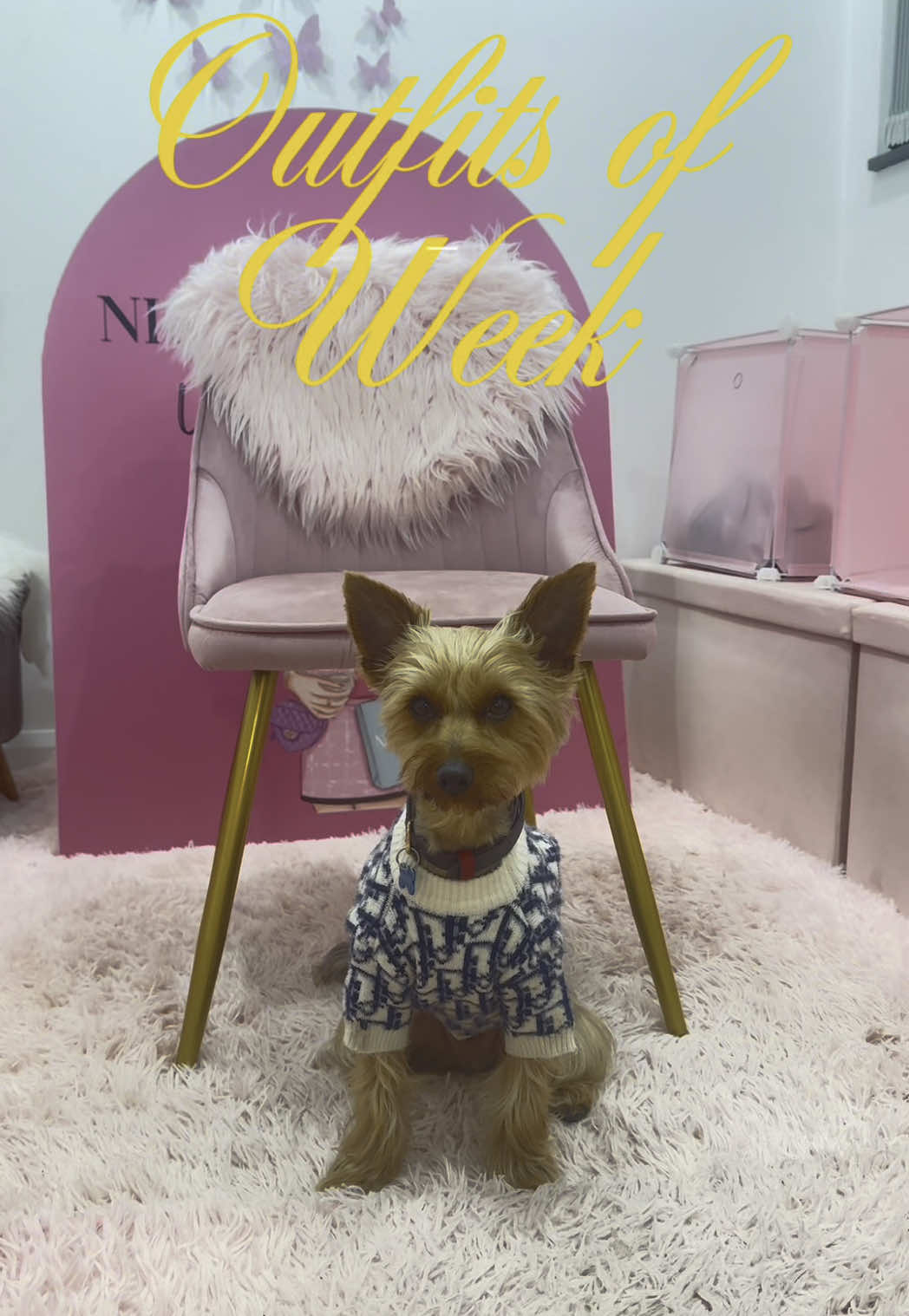 Boo’s outfits of the week 🐶🩵✨ #dogfashion #dogclothed #designerdog 