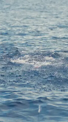 popping bukan hanya untuk target GT saja. cocok juga untuk spesies Tuna, tenggiri, barakuda dan aneka predator pelagis lainnya. poper halco adalah poper yang cocok untuk situasi lautan berombak kuat maupun ketika sedang flat #halcoroostapopper 