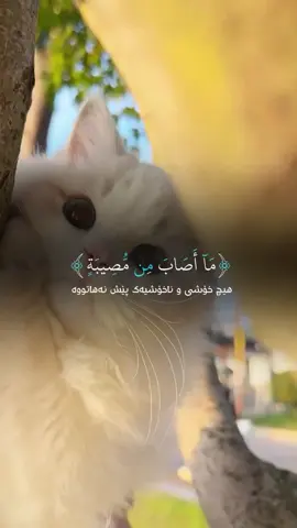 🥺🤎#run4ky #catlover 