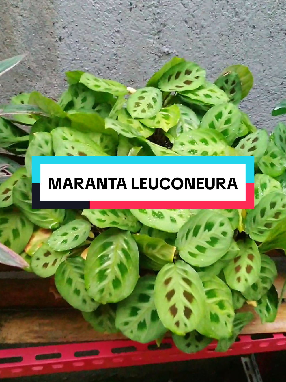 Maranta Leuconeura atau yang biasa di sebut dengan Tanaman doa karena keunikannya seperti berdoa. #tanamanhias #tanamanviral #tanamanhiasmurah #tanamanunik #tanamanlangka #tanamandoa #marantaleuconeura #bunga #bungahias #bungaviral #bungaunik 