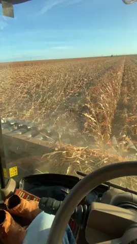 🧐🧐 #agro #agriculture #colheitamilho🌽 #pressao #pressao #silagem #brasil 