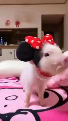 Nice week end! ❤️ #pig #pigs #pigsoftiktok #piglet #minipig #piggy #piggies #farmlife #pet #pets #animals #cute #viral #farmanimals #pigfarming #minipigs Credit: 📷📸 Piggys World