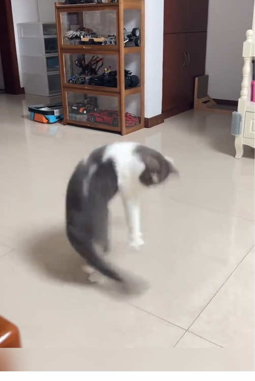 A cat and his tail are two different species 🤣🤣#funnyvideos #pet #fyp #catsoftiktok #cute #fyppppppppppppppppppppppp #foyou 