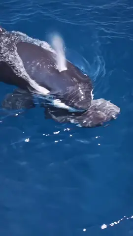 free willy #amazingocean 