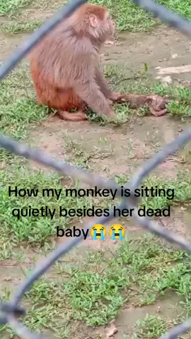 #DeathBabyMonkey#fire #Sad 