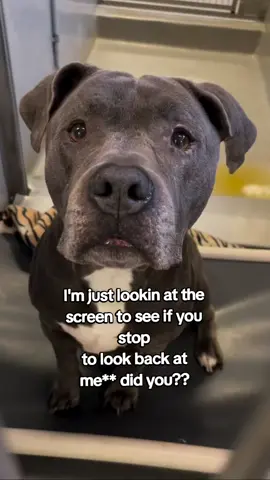 POV:  You stayed here 15secs watched 5 times  and commented random words help feed a starving dog 