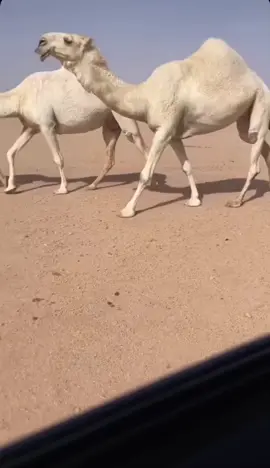 مشالله🌹#مالي_خلق_احط_هاشتاقات 