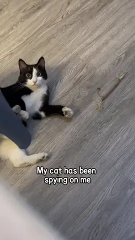 Mission: Human Surveillance #cat #catsoftiktok #funnyvideos #fyp #pet 