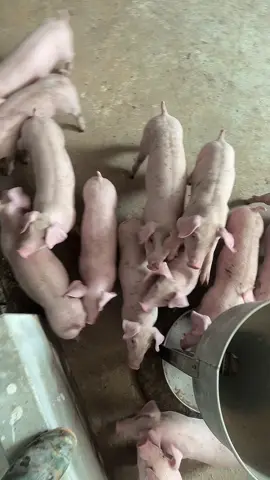 Nhà các bác vẫn ổn chứ , dịch bệnh nhiều quá 