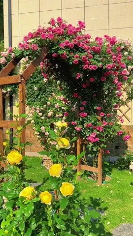 #creatorsearchinsights #flowerinspiration #rosé #plantcare #tiktok 