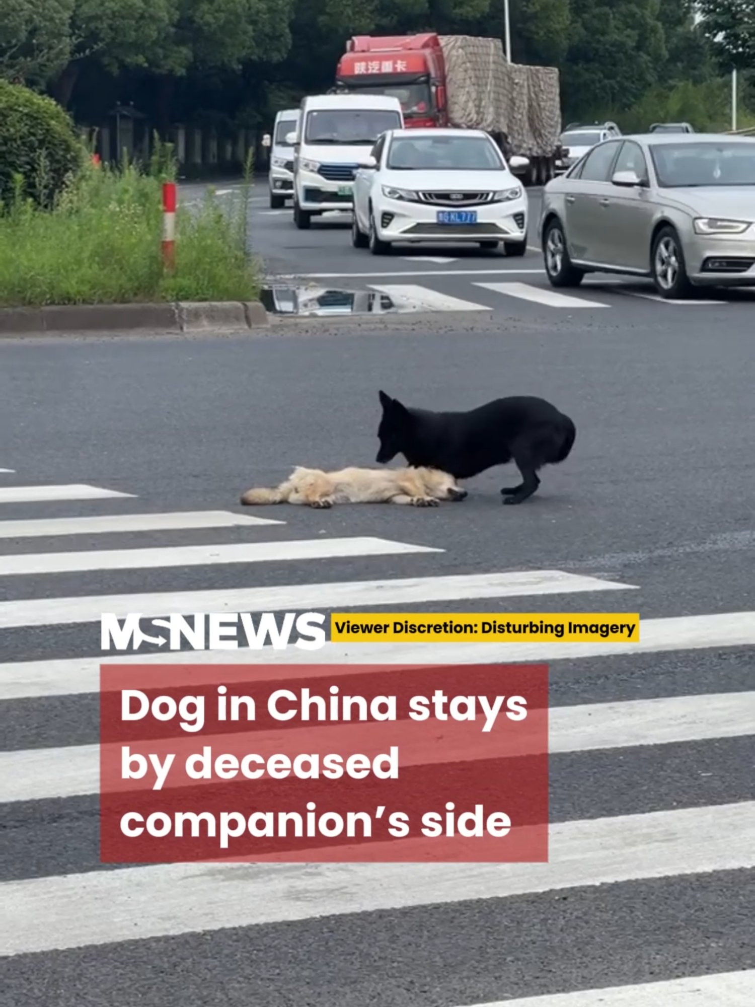 Oh, to have a friend who stays with you until the very end 🐕🐾💔#mustsharenews #sgfyp #dogsoftiktok #china