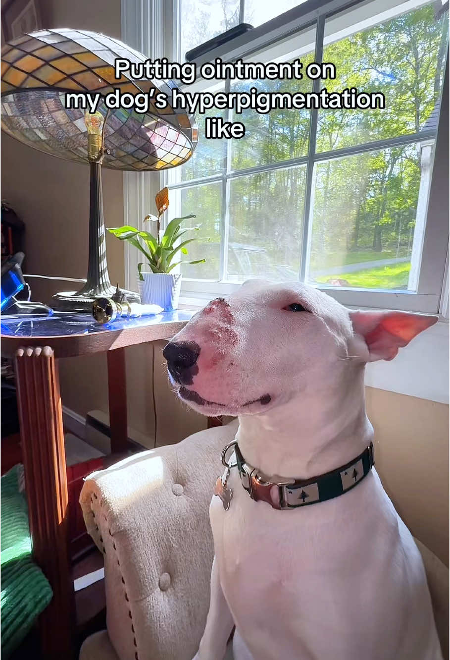 Funny pill trick 🐶💊#dog #dogs #doglover #dogsoftiktok #fyp 