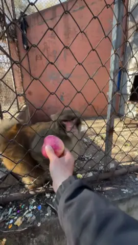 Zoo with Funny Monkey🤣🐒#gorilla #monkey #funnyvideos #foryou #funnymonkey #zoo #fail #🤣 #hahaha #tiktok 