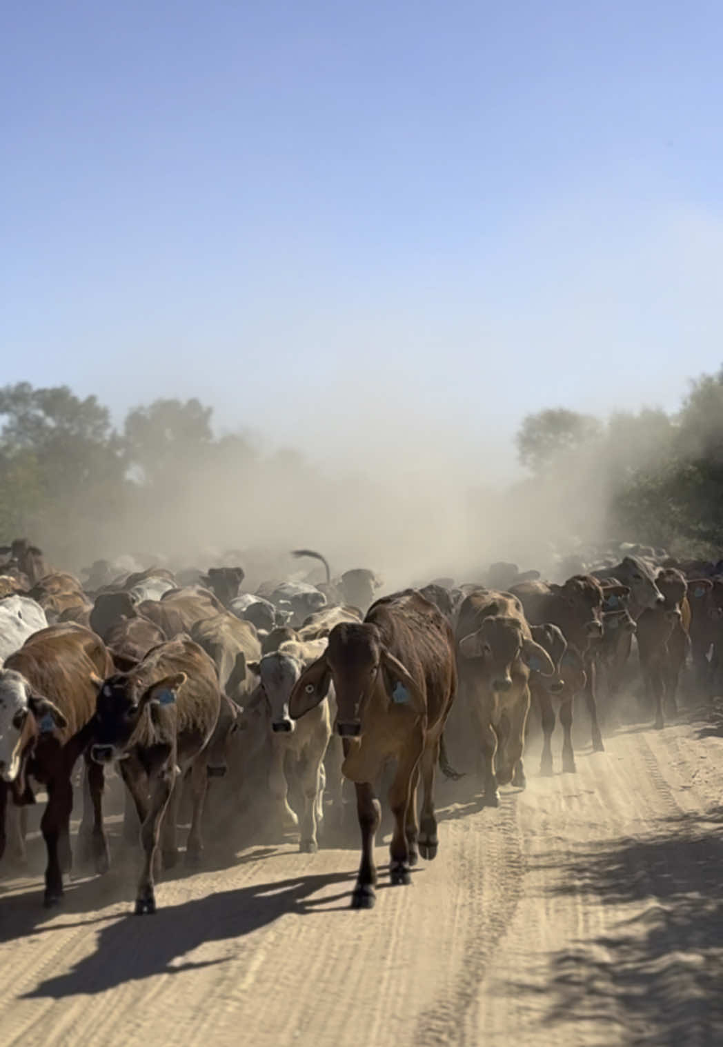 Moo moos everywhere #western #country #australia #mustering #westernaustralia #wa #fyp #broome #bush #Lifestyle #outbackaustralia #outback #cattle #work #bull #farming #ag #agriculture #kimberley 