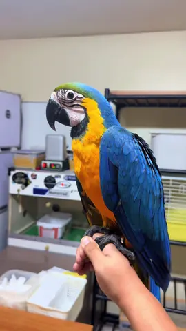 Fruity #BlueGoldMacaw #Bird #Macaw