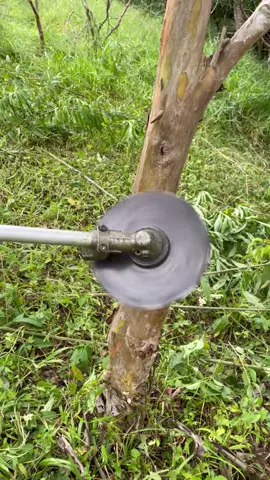 #agro #popular #roçadeira #vidanocampo #vidanaroça 