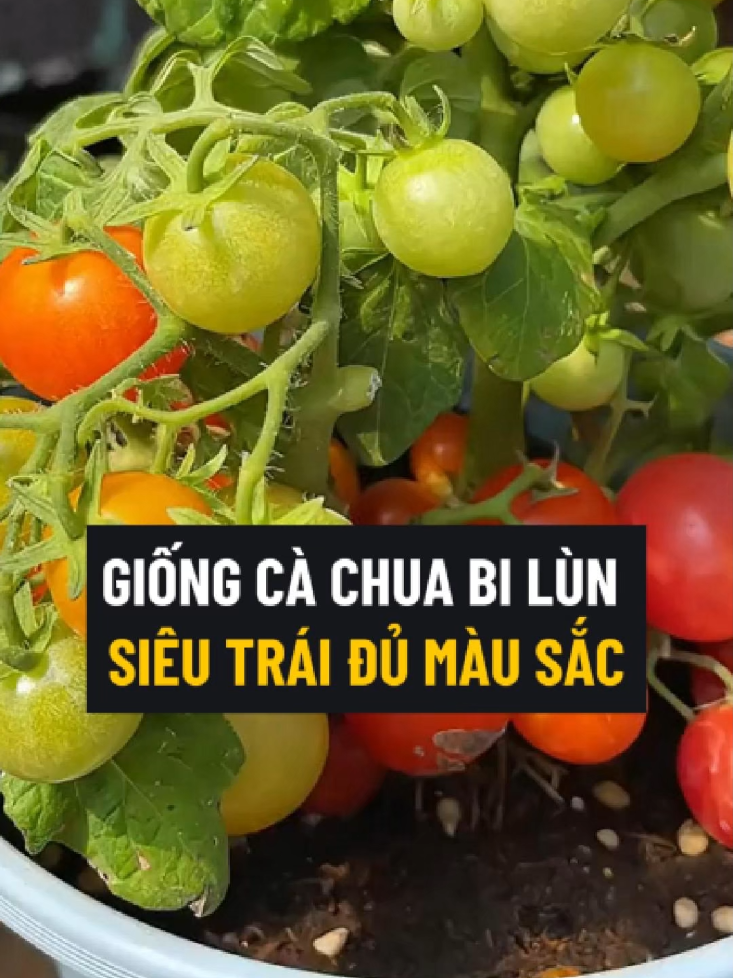 Giống Cà Chua Bi Lùn Siêu Nhiều Trái, Đủ 3 Màu. Tỷ Lệ Nảy Mầm Cao, Cây Con Phát Triển Mạnh #cachua #cachuabi #cachuabilun #hatgiong #hatgiongcachua #hatgiongcachuabi #hatgiongcachuabilun #trongcay #trongcachua #trongcachuabi #trongcachuabilun