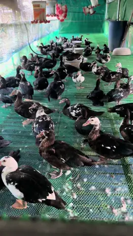 #កូនទាកាប៉ាពូជឃីង #ចិញ្ចឹមដោយក្ដីស្រលាញ់🐓💯✔ #ទាកាប៉ាពូជឃីង #កំពង់ចាមផ្ទះ🏠ខ្ញុំ 🏡🏡🏡🏡🏡