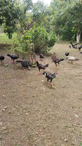 #ကြက်ဝါသနာရှင်😍🥰 #fpppppppppppppp #Trending 