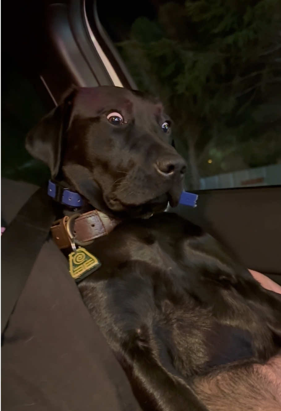 He said nothing,but I understand 🐶#dog #funnydogs #foryou #doglover #drama #tiktok #funnyvideos 
