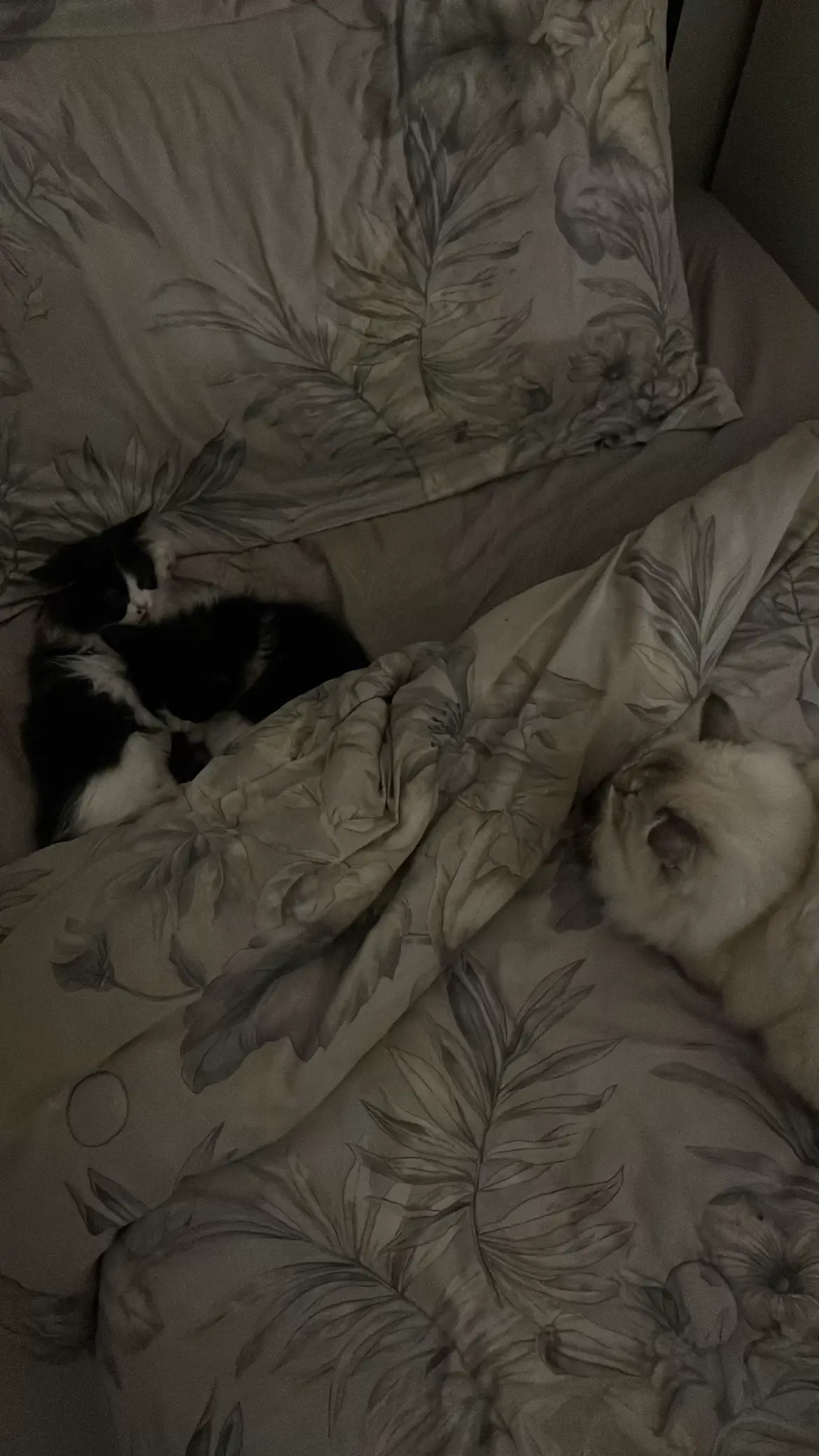 #السعودية🇸🇦 #اكسبلور #صور #قطط #بسه #fypシ゚viral #trend 