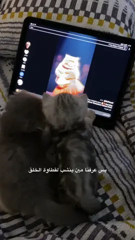 #foryou #cat #kitten #قطط #دعبولي_بولي 