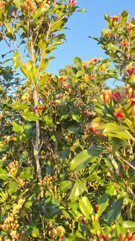 gk papakan kalau bkn lahan sawit✌️#petanimudasukses #cengkehindonesia #petanicengkeh #cengkeh #fyp #masuk 