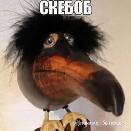 skebob teaches pigeon gooning #скебоб #skebob #zxycba #fyppppppppppppppppppppppp #fypシ #fypp #foryou #fyp #skebob 